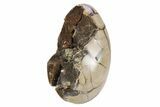 Septarian Dragon Egg Geode - Black Crystals #253740-2